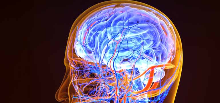 illustration brain