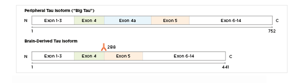 Sequence comparison of peripheral (big tau) and brain-derived Tau, showing the exon 4a insert and the 2B8 junction antibody binding site