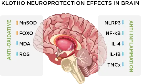 Klotho Neuroprotection Effects in Brain